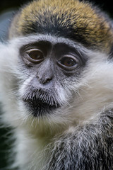 Portrait of an African Vervet Monkey - Chlorocebus aethiops - The grivet (Chlorocebus aethiops), also known as African green monkey and savanah monkey