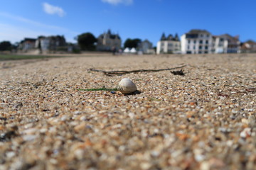 un coquillage sur une plage