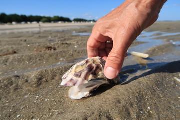 une main attrape un coquillage sur la plage