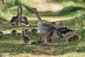 Grazing greylag geese (Anser anser) with cute goslings out for a family stroll in nature
