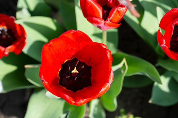 Red tulip from above. Close-up. Spring, spring sunbeams on a bright flower, black and yellow center, green leaves around a tulip.