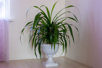 Pandanus is a large indoor flower in a white pot. Long green palm leaves in the interior of the house.