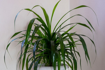 Pandanus - indoor flower in a pot. Long green palm leaves at home.