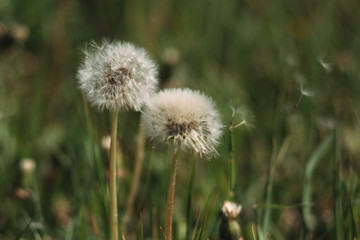 Fototapeta na wymiar White fluffy dandelions in the field, dandelions fly in the wind