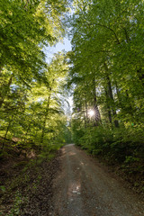 Naklejka premium Wald beim Donaudurchbruch Kehlheim im Frühling bei Sonnenschein