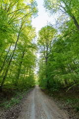 Wald beim Donaudurchbruch Kehlheim im Frühling bei Sonnenschein