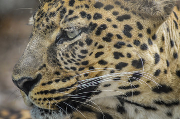 Naklejka na ściany i meble Leopard portrait - very close up on leopard face and sight.