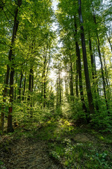 Wald beim Donaudurchbruch Kehlheim im Frühling bei Sonnenschein