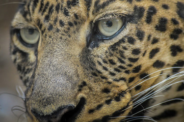 Leopard portrait - very close up on leopard face and sight.