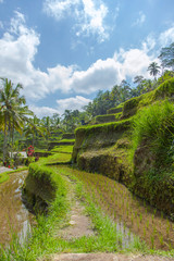 
Beautiful rice terraces in the moring light near Tegallalang village, Ubud, Bali, Indonesia.
