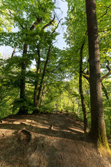Wald beim Donaudurchbruch Kehlheim im Frühling bei Sonnenschein