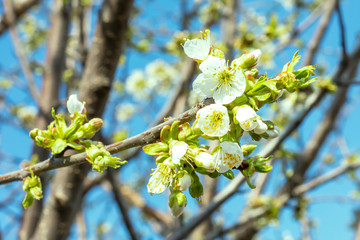 Flowers on an apple tree in spring close-up. Young green foliage, bright blue sky background. Beautiful spring background, wallpaper.