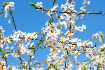 Blooming apple tree in spring against a bright blue sky. Many beautiful white flowers of apple tree on the branches. Beautiful spring background, wallpaper.