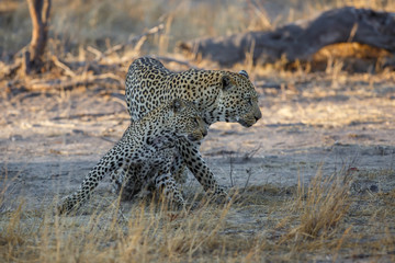 Leopard mating couple in Sabi Sands Game Reserve in the Greater Kruger Region in South Africa
