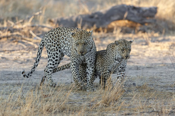 Leopard mating couple in Sabi Sands Game Reserve in the Greater Kruger Region in South Africa