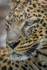 Fototapeta na wymiar Leopard portrait - very close up on leopard face and sight.