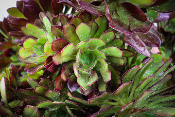 Fototapeta premium Aeonium plante décorative _2