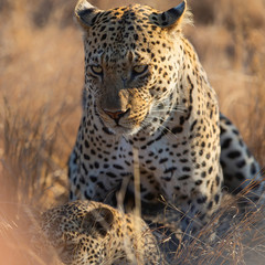 Leopard mating couple in Sabi Sands Game Reserve in the Greater Kruger Region in South Africa