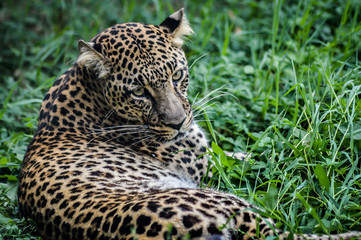 Beautiful leopard portrait - close up of a leopard laying down on the grass and looking at the camera.