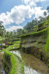 
Beautiful rice terraces in the moring light near Tegallalang village, Ubud, Bali, Indonesia.
