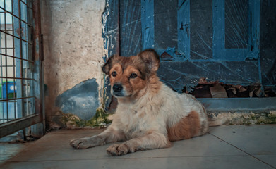 Sad dog in shelter waiting to be rescued and adopted to new home. Shelter for animals concept