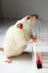 Siamese rat on a table near test tubes in a laboratory