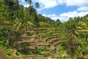 Fototapeta na wymiar Beautiful rice terraces in the moring light near Tegallalang village, Ubud, Bali, Indonesia. 