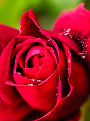 Vertical image of a red rose with drops of rain