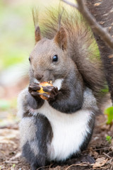 もぐもぐエゾリス