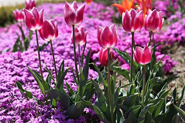한국 인천시 남동구 인천대공원 입니다