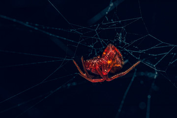 red spider on a web