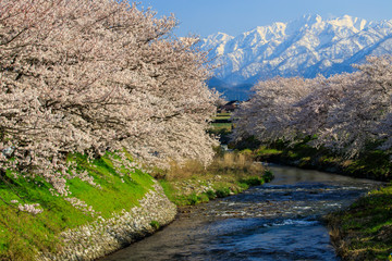 Spring quartet in Toyama Asahi-town