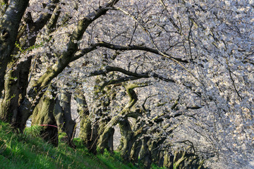 Spring quartet in Toyama Asahi-town