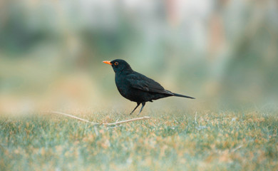 Black Bird on Grass