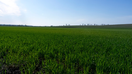 Green field with winter wheat and blue sky. Green grass field
