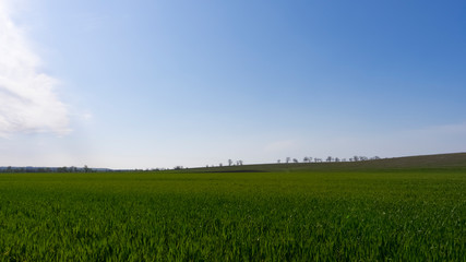 Obraz premium Green field with winter wheat and blue sky. Green grass field 