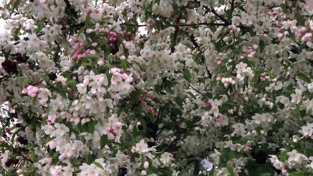 White cherry flowers blooming in Ottawa