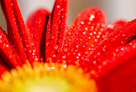 Gerbera Flower - Transvaal Daisy