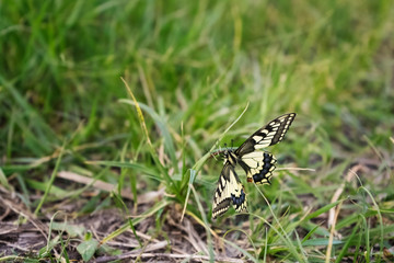 A bright butterfly sits on a blade of grass. Green spring grass on the background