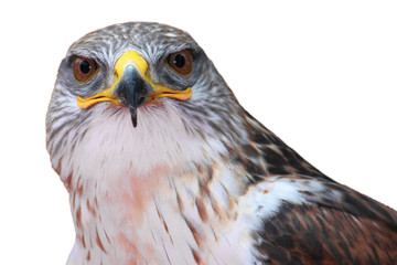 two eyes of the hawk with the white background