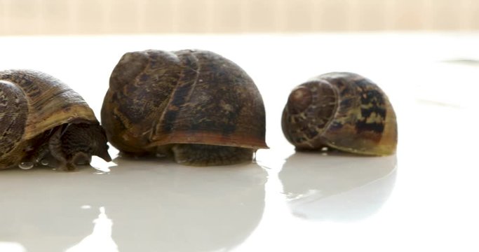 Snails droll production. Concept of use of snail slime in the cosmeti
