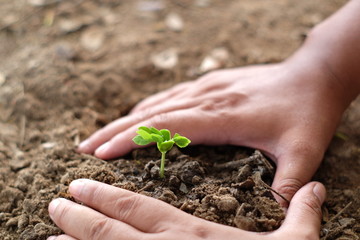 young plant in hands