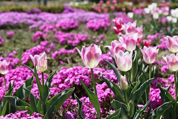 Naklejka premium 한국 인천시 남동구 인천대공원 입니다