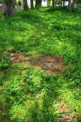 春の木漏れ日の野原風景