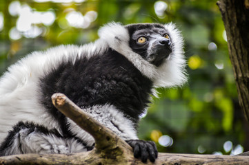 Funny Black and White Ruffed Lemur on a branch close up portrait - Varecia variegata