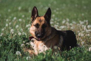 German shepherd lies in a field of dandelions, a shepherd in nature, a dog in the grass
