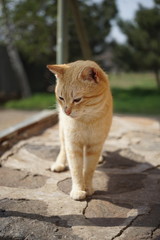 A red cat stands on a stone threshold in a summer yard.
