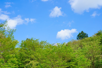 新緑　青空