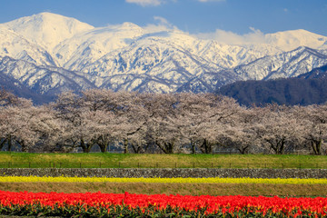 Spring quartet in Toyama Asahi-town