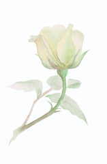 delicate white rose, watercolor illustration